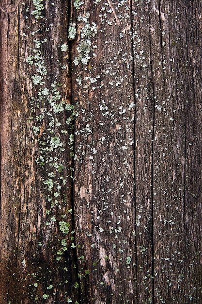 Foto fotografía completa del tronco del árbol