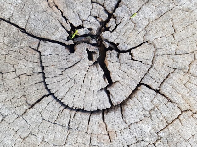 Foto fotografía completa del tronco del árbol