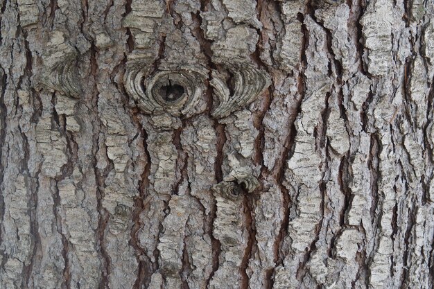 Foto fotografía completa del tronco del árbol