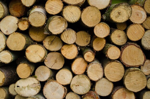 Fotografía completa de troncos en el bosque