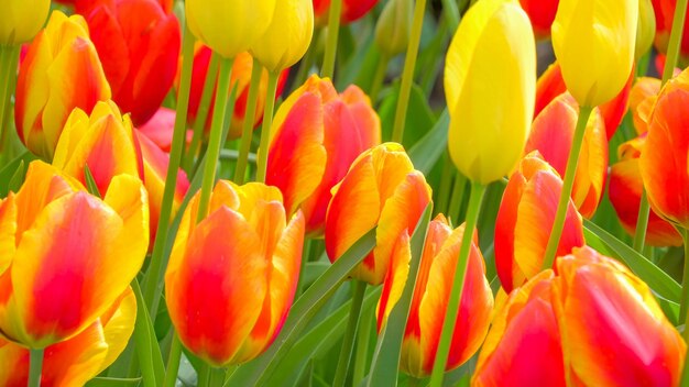 Foto fotografía completa de los tulipanes rojos