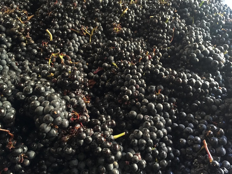 Foto fotografía completa de las uvas