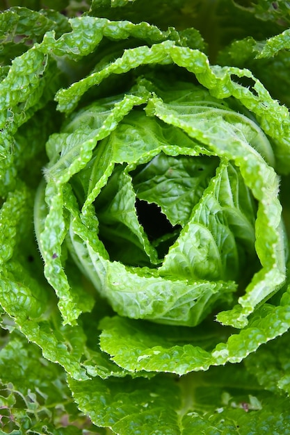 Foto fotografía completa de las verduras