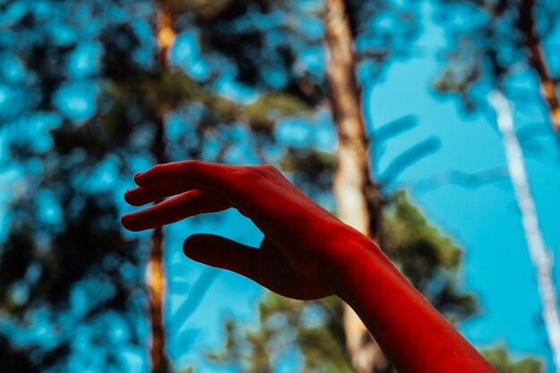 Fotografía conceptual, elegante mano femenina en luz roja. Fondo de bosque