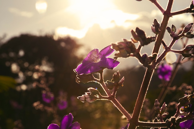 fotografia contra a luz de uma flor