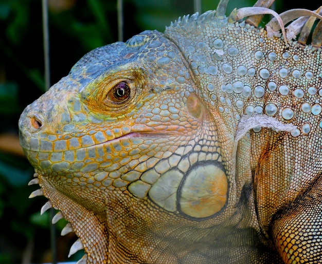 Fotografia da cabeça da iguana