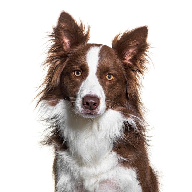 Fotografia da cabeça de um Border Collie castanho e branco isolado em branco