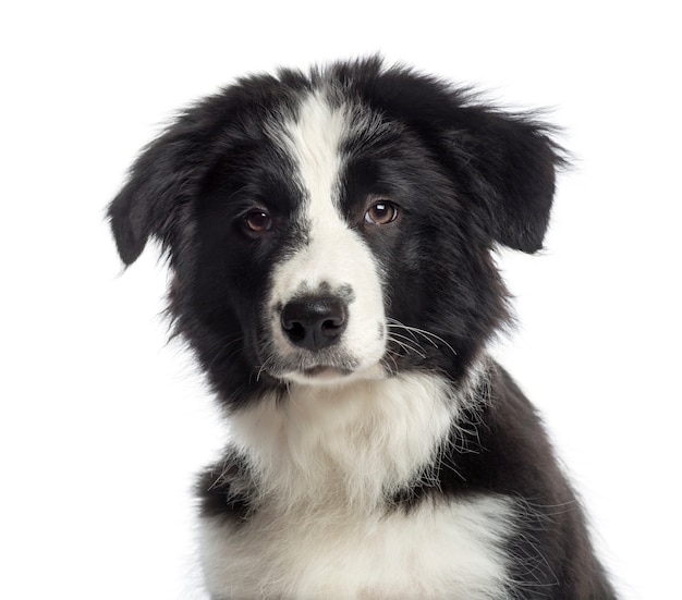 Fotografia da cabeça de um filhote de Border Collie