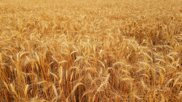 Fotografia da natureza do campo de trigo