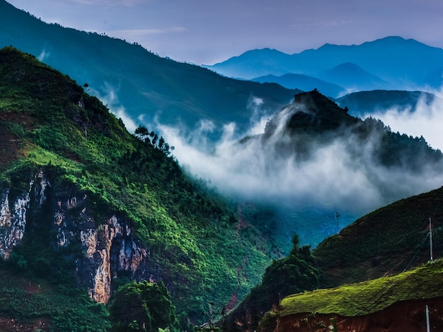 Fotografia de alto ângulo de folhagem exuberante