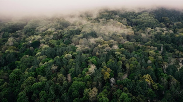 Fotografia de alto ângulo de uma bela floresta com muitas árvores verdes envoltas em nevoeiro na Nova Zelândia