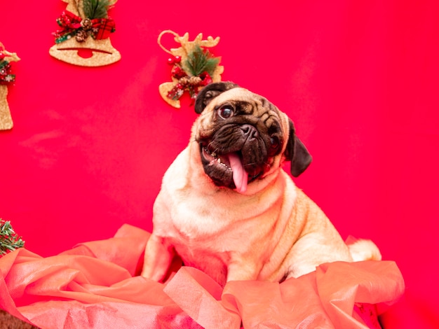 Fotografia de animal de estimação de Natal com cachorro pug.