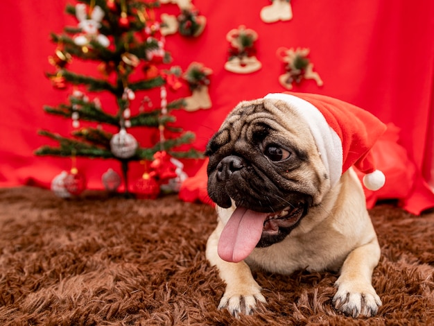 Fotografia de animal de estimação de Natal com cachorro pug.