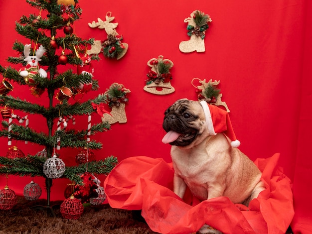 Fotografia de animal de estimação de Natal com cachorro pug.