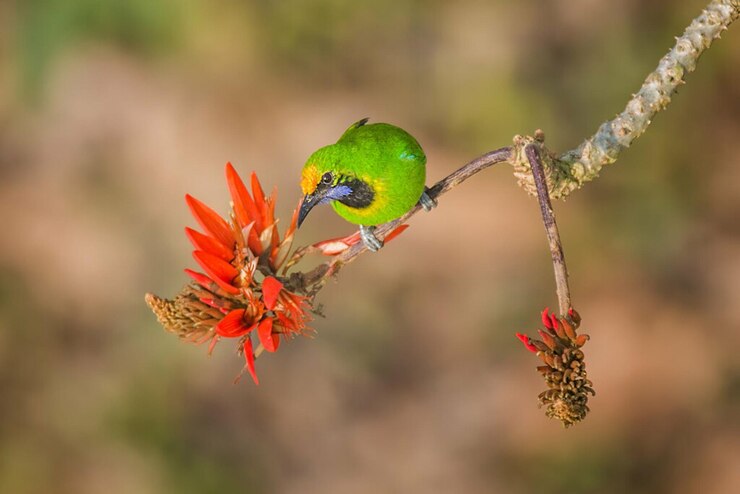 Foto fotografia de aves fotografia de pássaros fotografia mais bonita de aves fotografias de natureza