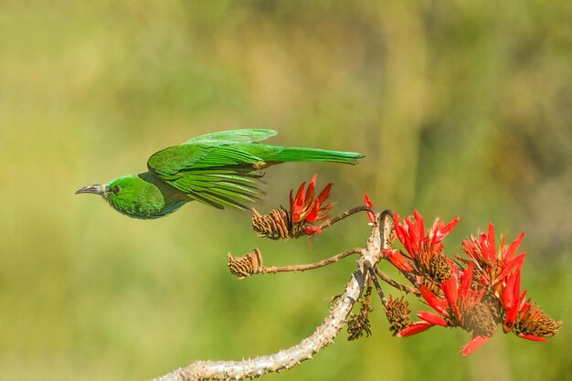 Foto fotografia de aves fotografia de pássaros fotografia mais bonita de aves fotografias de natureza