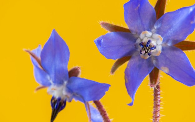 Fotografia de belas artes das flores azuis da planta de borragem isoladas em um fundo amarelo