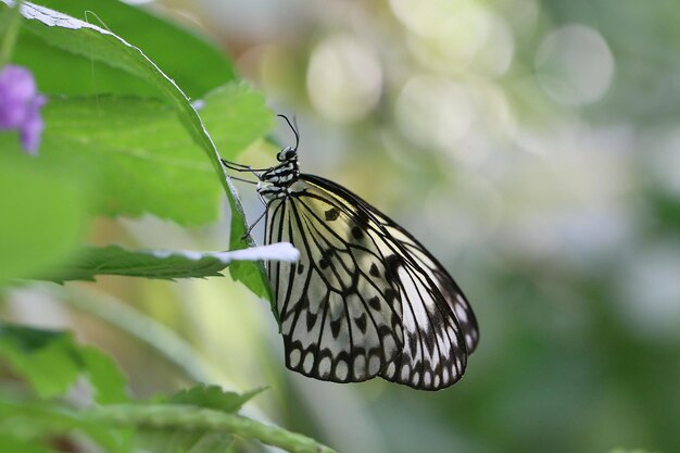 Fotografia de borboleta monarca bonita Borboleta bonita em flor Fotografia macro Beautyfu