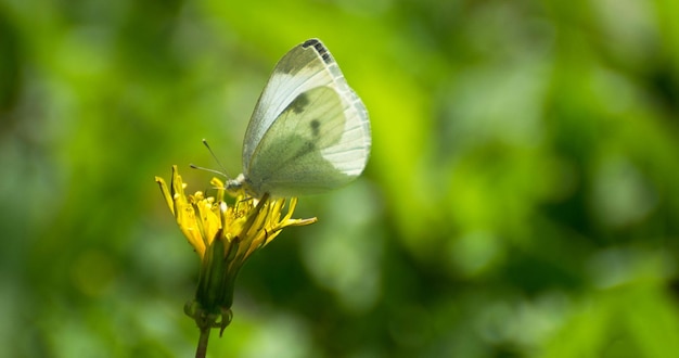 Fotografia de borboleta monarca bonita Borboleta bonita em flor Fotografia macro Beautyfu