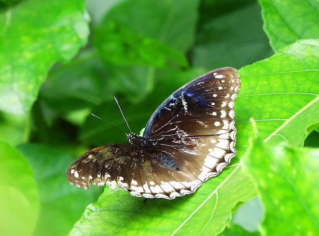 Fotografia de borboleta monarca bonita Borboleta bonita em flor Fotografia macro Beautyfu