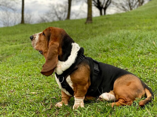 Foto fotografia de cão de caça