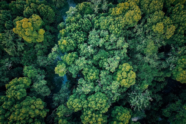 Fotografia de drones de plantas verdes frescas