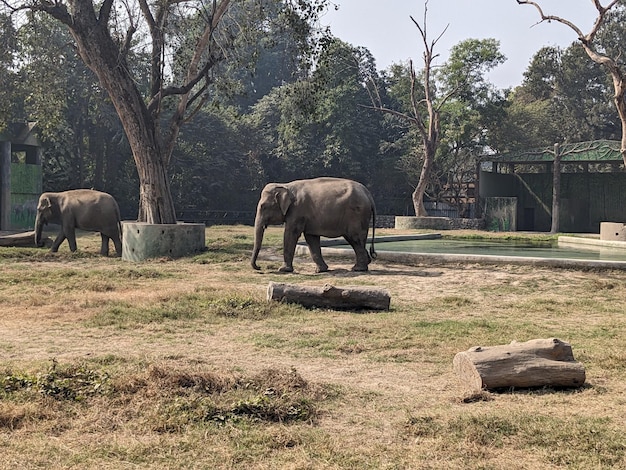 Fotografia de Elefante