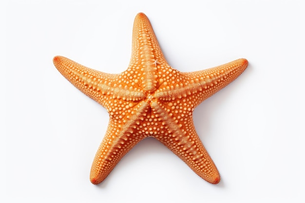 Fotografia de estrelas-do-mar isolada em fundo branco