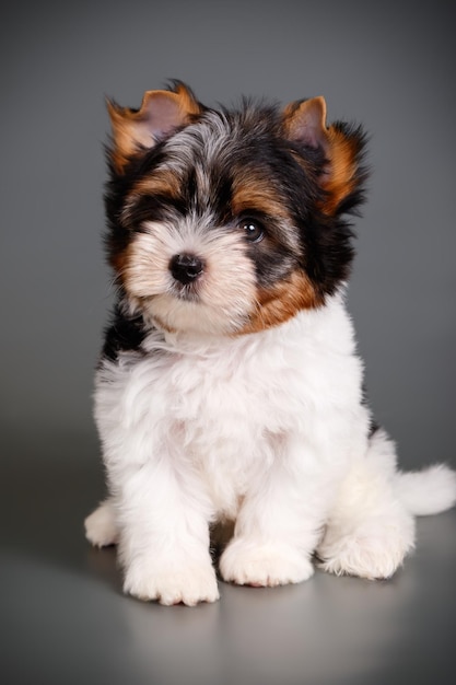 Fotografia de estúdio de um Biewer Yorkshire Terrier em fundos coloridos