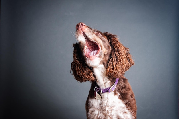 Fotografia de estúdio de um cão brincalhão