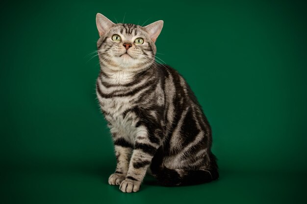 Fotografia de estúdio de um gato americano de pelo curto em fundos coloridos