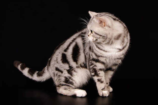 Fotografia de estúdio de um gato americano de pelo curto em fundos coloridos