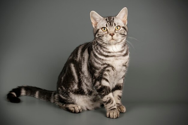 Fotografia de estúdio de um gato americano de pelo curto em fundos coloridos