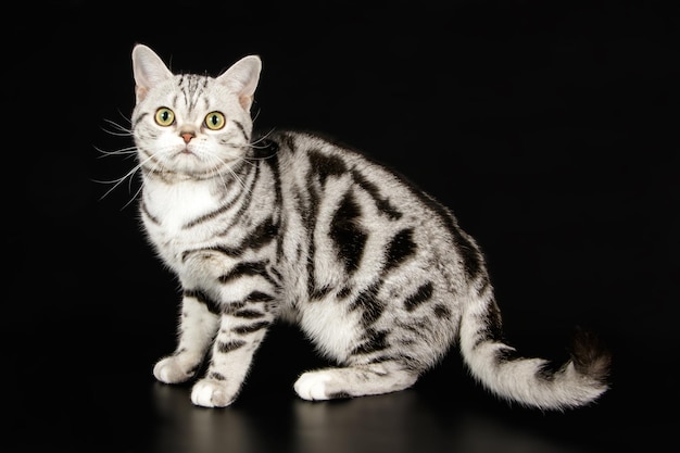 Fotografia de estúdio de um gato americano de pelo curto em fundos coloridos