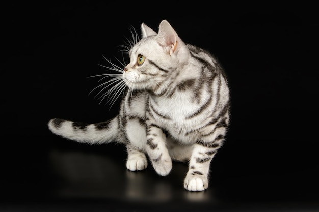 Fotografia de estúdio de um gato americano de pelo curto em fundos coloridos