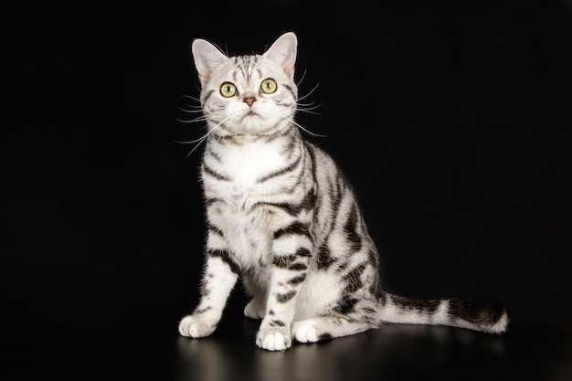 Fotografia de estúdio de um gato americano de pelo curto em fundos coloridos