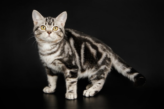 Fotografia de estúdio de um gato americano de pelo curto em fundos coloridos