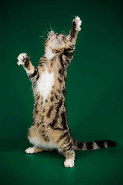 Fotografia de estúdio de um gato americano de pelo curto em fundos coloridos