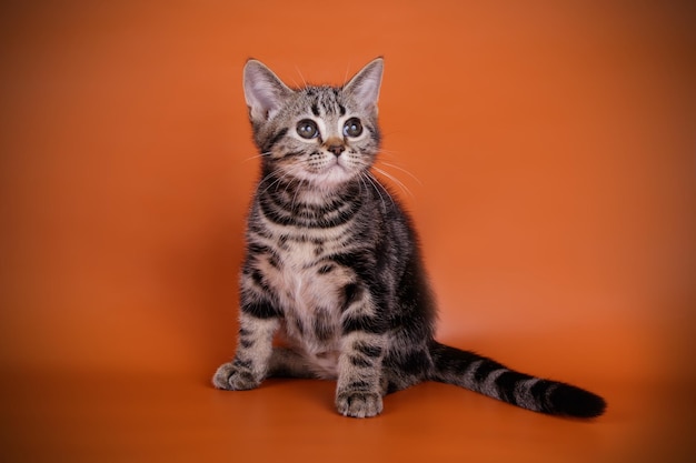 Fotografia de estúdio de um gato americano de pelo curto em fundos coloridos