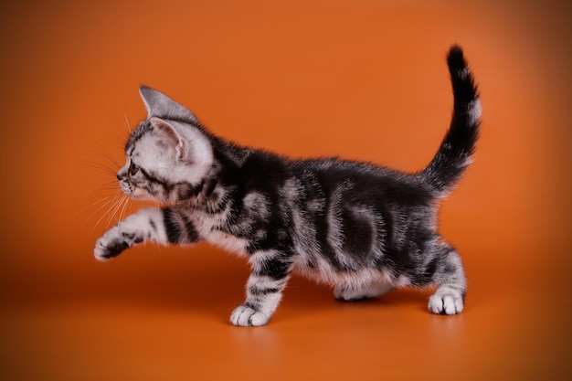 Fotografia de estúdio de um gato americano de pelo curto em fundos coloridos