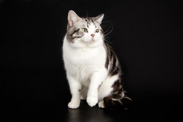 Fotografia de estúdio de um gato americano de pelo curto em fundos coloridos