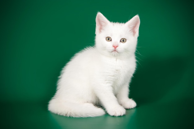 Fotografia de estúdio de um gato americano de pelo curto em fundos coloridos