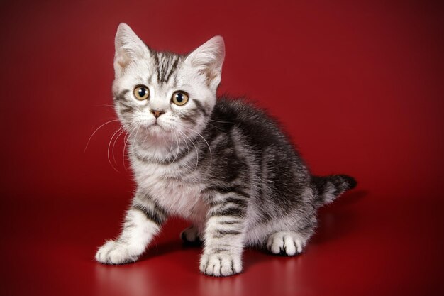 Fotografia de estúdio de um gato americano de pelo curto em fundos coloridos