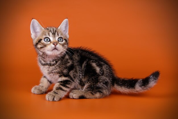 Fotografia de estúdio de um gato americano de pelo curto em fundos coloridos