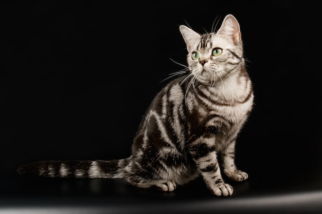 Fotografia de estúdio de um gato americano de pelo curto em fundos coloridos