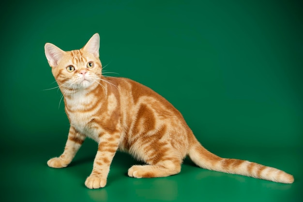 Fotografia de estúdio de um gato americano de pelo curto em fundos coloridos