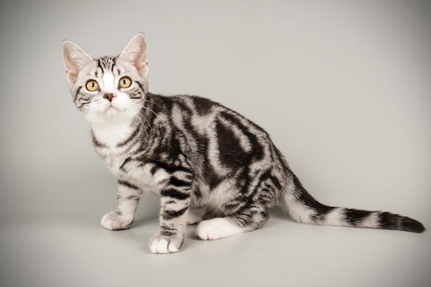 Fotografia de estúdio de um gato americano de pelo curto em fundos coloridos