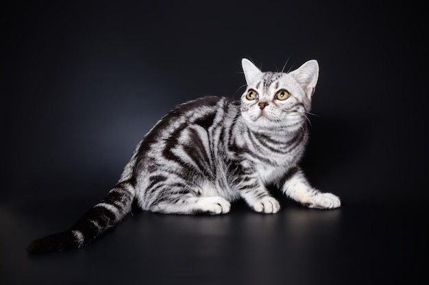 Fotografia de estúdio de um gato americano de pelo curto em fundos coloridos