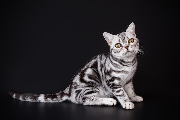 Fotografia de estúdio de um gato americano de pelo curto em fundos coloridos