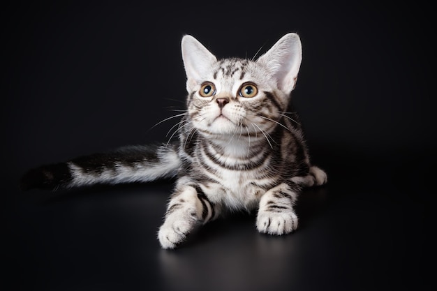 Fotografia de estúdio de um gato americano de pelo curto em fundos coloridos